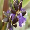 Close up of a brown and purple orchid Zygopetalum species.; Wellesley Massachusetts. Poster Print by Darlyne Murawski (17 x 11) view 1