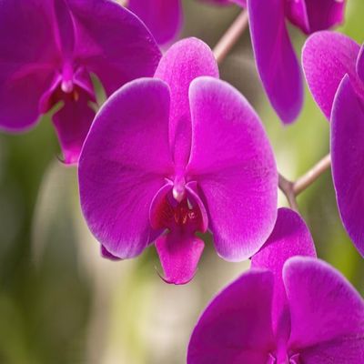 Purple Phalaenopsis orchid; Maui Hawaii United States of America Poster Print by Ron Dahlquist (17 x 11)