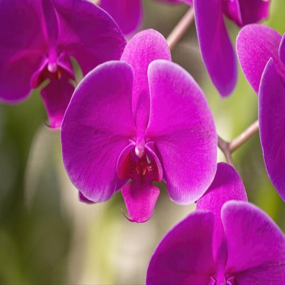 Purple Phalaenopsis orchid; Maui Hawaii United States of America Poster Print by Ron Dahlquist (17 x 11)