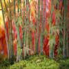 A cluster of bonsai Japanese maple trees (Acer palmatum).; New York. Poster Print by Darlyne Murawski (17 x 11) view 1