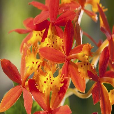 Close up of the flowers of a crucifix orchid Epidendrum radicans.; Framingham Massachusetts. Poster Print by Darlyne Murawski (17 x 11)