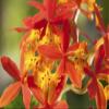 Close up of the flowers of a crucifix orchid Epidendrum radicans.; Framingham Massachusetts. Poster Print by Darlyne Murawski (17 x 11) view 1