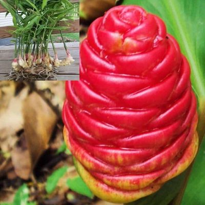 4 Shampoo Ginger Tuber for planting