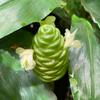 4 Shampoo Ginger Tuber for planting view 2