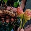 4 Shampoo Ginger Tuber for planting view 3