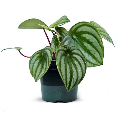 Live Peperomia Watermelon, Peperomia Argyreia, Fully Rooted Houseplant, Housewarming Couples Gift for The First Home, Grandma Birthday Gift, Office Gift in 4" Pot