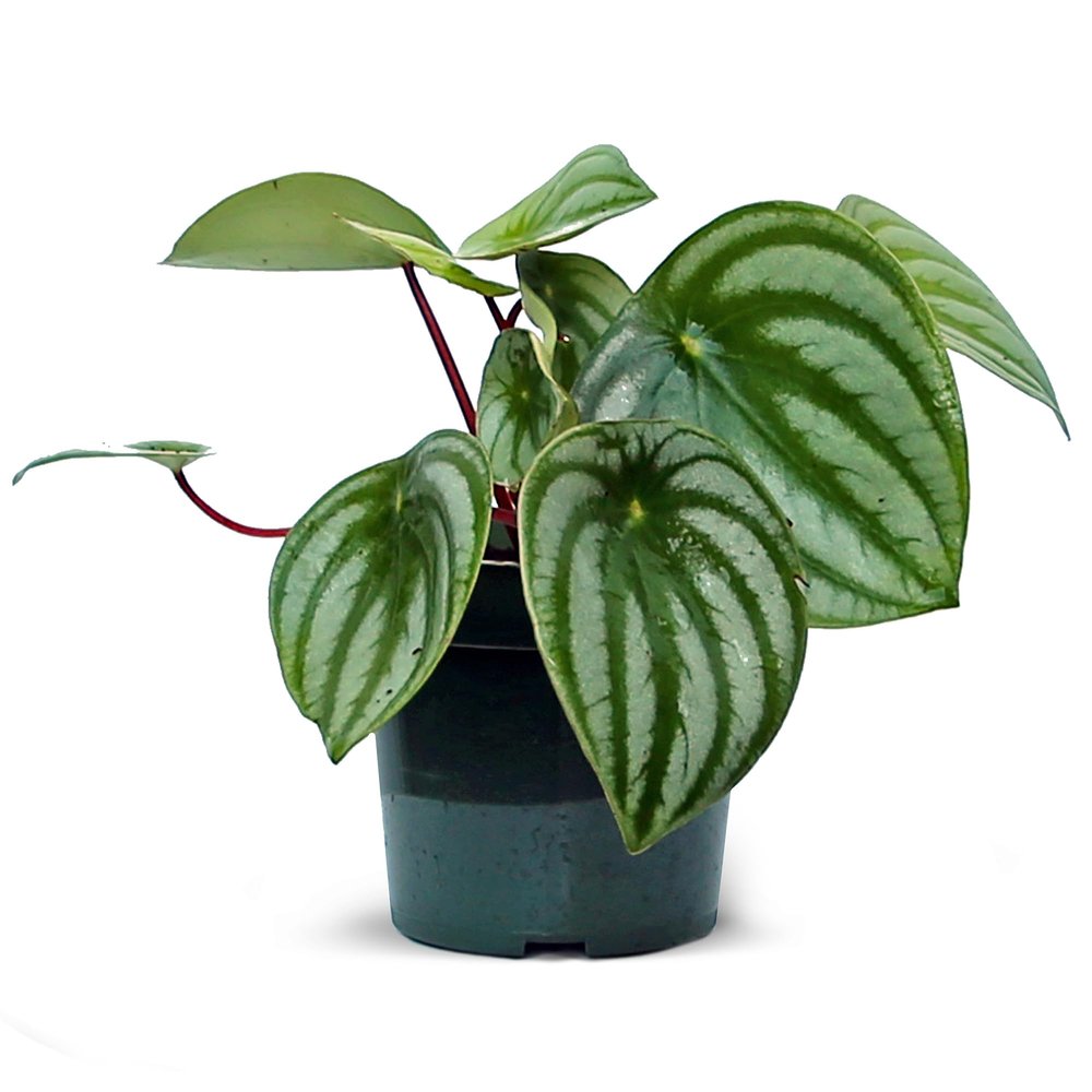 Live Peperomia Watermelon, Peperomia Argyreia, Fully Rooted Houseplant, Housewarming Couples Gift for The First Home, Grandma Birthday Gift, Office Gift in 4" Pot
