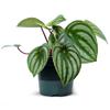 Live Peperomia Watermelon, Peperomia Argyreia, Fully Rooted Houseplant, Housewarming Couples Gift for The First Home, Grandma Birthday Gift, Office Gift in 4" Pot view 1