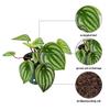 Live Peperomia Watermelon, Peperomia Argyreia, Fully Rooted Houseplant, Housewarming Couples Gift for The First Home, Grandma Birthday Gift, Office Gift in 4" Pot view 2