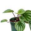 Live Peperomia Watermelon, Peperomia Argyreia, Fully Rooted Houseplant, Housewarming Couples Gift for The First Home, Grandma Birthday Gift, Office Gift in 4" Pot view 3