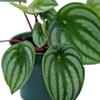 Live Peperomia Watermelon, Peperomia Argyreia, Fully Rooted Houseplant, Housewarming Couples Gift for The First Home, Grandma Birthday Gift, Office Gift in 4" Pot view 4