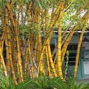 Alphonse KARR Golden Bamboo (Bambusa multiplex) - 2 Gallon Pot