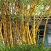 Alphonse KARR Golden Bamboo (Bambusa multiplex) - 2 Gallon Pot view 1