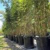 Alphonse KARR Golden Bamboo (Bambusa multiplex) - 2 Gallon Pot view 2
