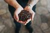 1 LB FRESH, AUTHENTIC Jamaica Blue Mountain Coffee Beans | Dark Roast | Burlap Bag | Makes a Great Gift! view 2