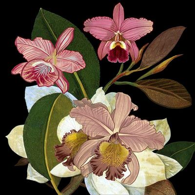 Orchids for Phyllis Botanical Poster Print - Giovanna Nicolo (18 x 24)