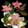 Orchids for Phyllis Botanical Poster Print - Giovanna Nicolo (18 x 24) view 1