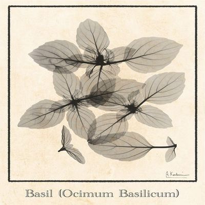 Basil Ocimum Basilicum Poster Print - Albert Koetsier (24 x 36)