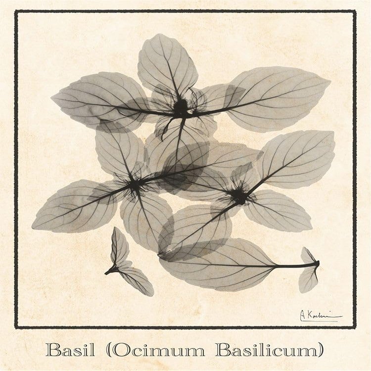 Basil Ocimum Basilicum Poster Print - Albert Koetsier (24 x 36)