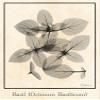 Basil Ocimum Basilicum Poster Print - Albert Koetsier (24 x 36) view 1