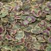 Edible Flower Freshly Preserved Freeze-dried Geranium Leaves | 0.2 oz Dried Edible Leaves | About 20 Geranium Leaves for Cakes | Edible Flowers for Cocktails | Edible Flower Garnish | Dried Flowers For Floral Tea | view 3