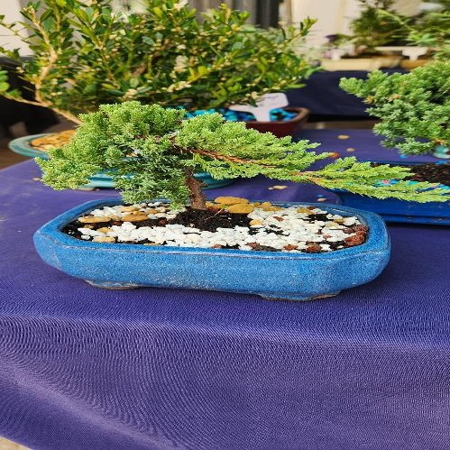 Indoorbonsaiandexotics Dwarf Juniper Beginner Bonsai. Detailed Growing info in Box
