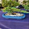 Indoorbonsaiandexotics Dwarf Juniper Beginner Bonsai. Detailed Growing info in Box view 1