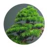 Artificial Bonsai Simulated Bonsai Fake Pine Tree Artificial Bonsai Office Living Room Porch Decoration Bonsai Tree view 3