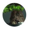 Artificial Bonsai Simulated Bonsai Fake Pine Tree Artificial Bonsai Office Living Room Porch Decoration Bonsai Tree view 4