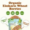 Food to Live Organic Einkorn Wheat Berries, 1.5 Pounds  Non-GMO, Good Source of Protein, Fiber, and Vitamins, Low-glycemic Index, USDA Certified, Glyphosate Free, Vegan, Raw, Kosher, Bulk view 4