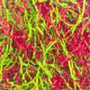 Amsthow Crinkle Cut Paper Gift Wrap Box Filler 1/2 LB Red and Green Shred Basket Raffia Grass Stuffing for Easter Birthday Decoration Wedding view 1