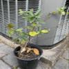 Exact Plant Lonicera Japonica Bonsai (Japanese Honeysuckle), 4-5 Year Old view 1