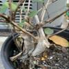 Exact Plant Lonicera Japonica Bonsai (Japanese Honeysuckle), 4-5 Year Old view 2