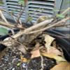Exact Plant Lonicera Japonica Bonsai (Japanese Honeysuckle), 4-5 Year Old view 3