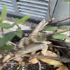 Exact Plant Lonicera Japonica Bonsai (Japanese Honeysuckle), 4-5 Year Old view 4