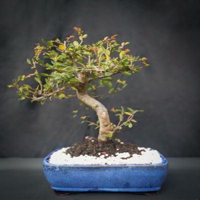 Indoorsbonsaiandexotics Imported Chinese elm Bonsai Tree. Does Drop Leaves in Winter. It Normal. Detailed Growing Information Included