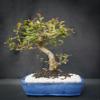 Indoorsbonsaiandexotics Imported Chinese elm Bonsai Tree. Does Drop Leaves in Winter. It Normal. Detailed Growing Information Included view 1
