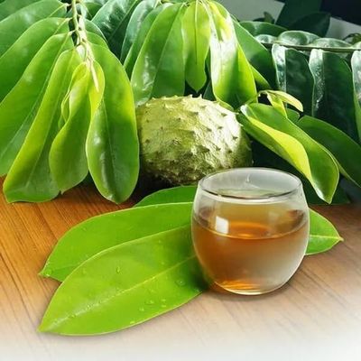 FRESH Organic Soursop 25 Leaves hojas (Guanbana) WHOLE LEAF graviola FROM FL, USA