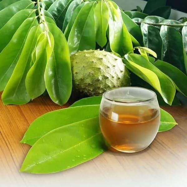 FRESH Organic Soursop 25 Leaves hojas (Guanbana) WHOLE LEAF graviola FROM FL, USA