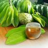 FRESH Organic Soursop 25 Leaves hojas (Guanbana) WHOLE LEAF graviola FROM FL, USA view 1