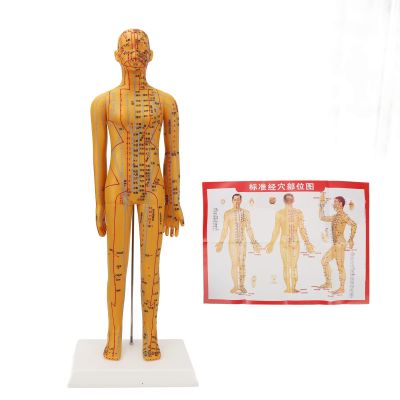Acupuncture Female Model, Base Acupuncture Model, PVC Comprehensive Acupuncture Practice Model with Book and Chart 20.9in