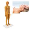Acupuncture Female Model, Base Acupuncture Model, PVC Comprehensive Acupuncture Practice Model with Book and Chart 20.9in view 3