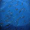 Bluefin Tuna Fillets in Extra Virgin Olive Oil - Testa Conserve, Sicily, Italy - in a glass jar of 11.2oz view 3
