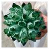 Clusters of Green Quartz Crystals, Healing Crystals (Size : 700-800g) view 4