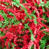 CHECHNYA Crinkle Cut Paper Shred Filler 1LB,Shredded Paper for Gift Baskets,Recyclable Craft Shred Paper Filler Red & Green Christmas Mix view 1