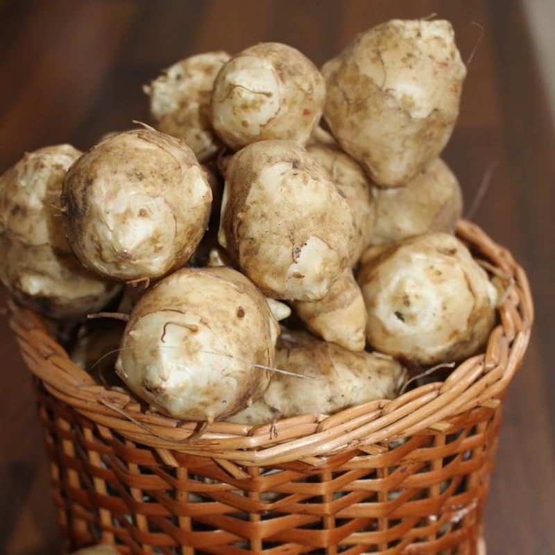 5Pcs Jerualem Artichoke Tubers For Planting Your Garden, Sunchokes Tubers For Planting, Fresh Sunroots Jerusalem Artichoke Roots