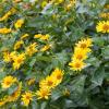5Pcs Jerualem Artichoke Tubers For Planting Your Garden, Sunchokes Tubers For Planting, Fresh Sunroots Jerusalem Artichoke Roots view 3