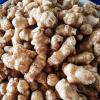 5Pcs Jerualem Artichoke Tubers For Planting Your Garden, Sunchokes Tubers For Planting, Fresh Sunroots Jerusalem Artichoke Roots view 4