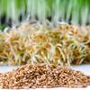 Bulk Organic Wheatgrass Seeds Hard Red Winter Wheat Berries 5 Pound Pouch, Premium Sprouting Quality view 2