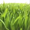Bulk Organic Wheatgrass Seeds Hard Red Winter Wheat Berries 5 Pound Pouch, Premium Sprouting Quality view 3